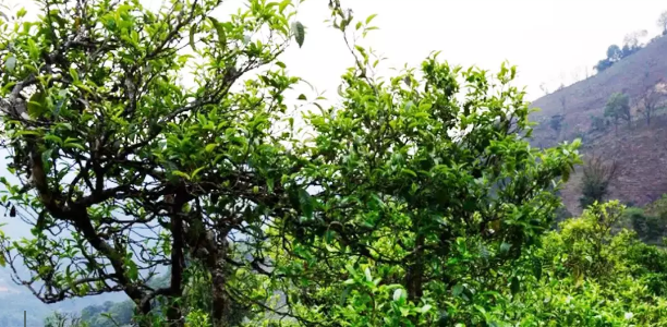 浅析中國(guó)茶市古树茶消费价值观